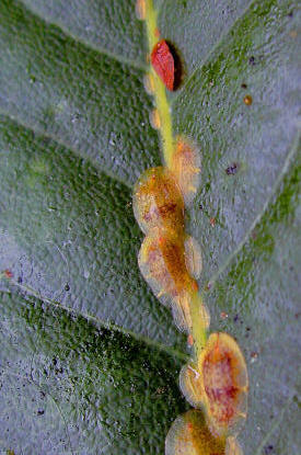 Scale insects on leaf of a bay tree